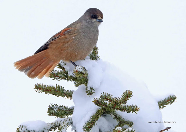 Siberian Jay | Focusing on Wildlife